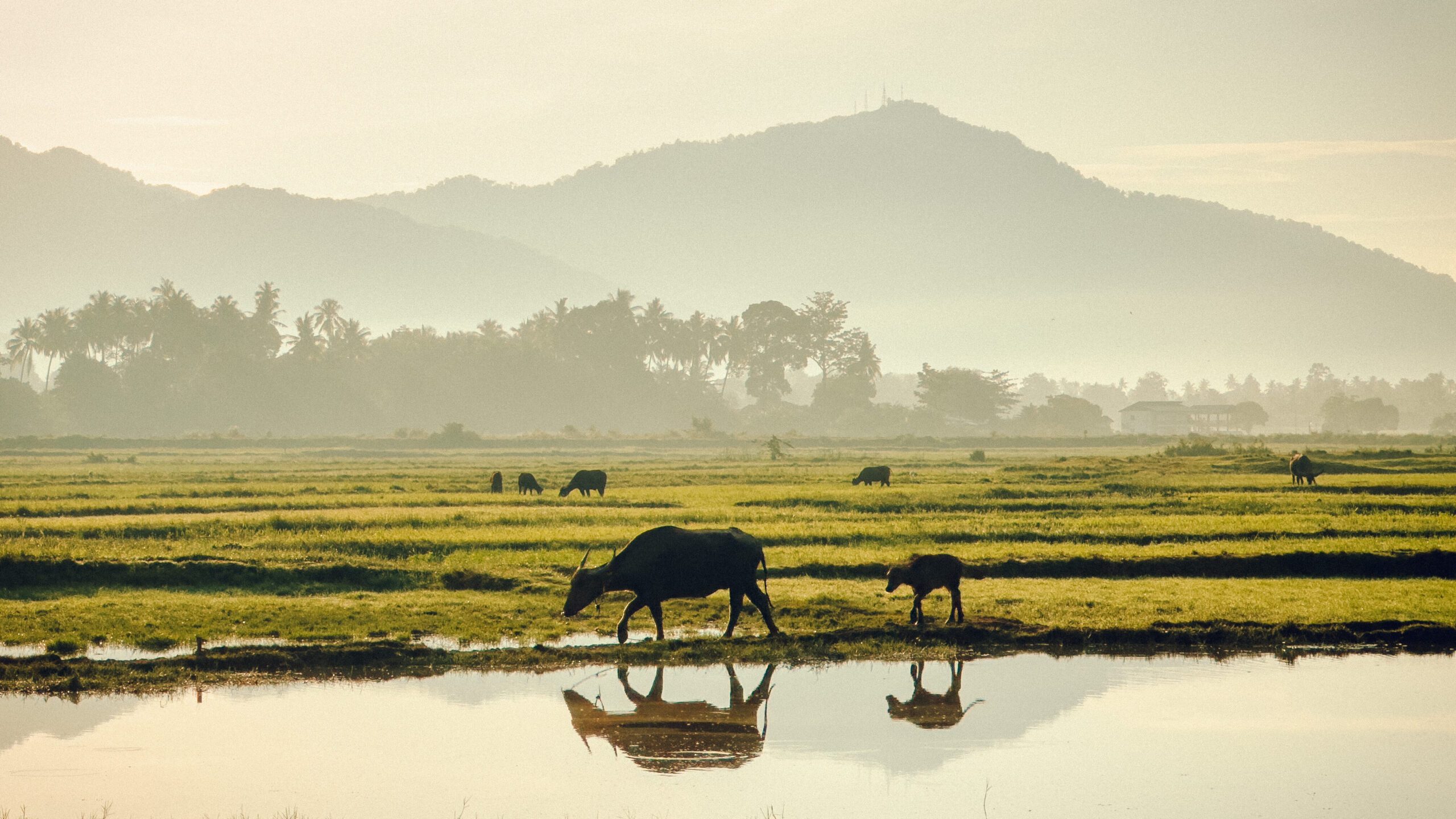 Langkawi travel guide: sunrise at rice paddies with water buffaloes