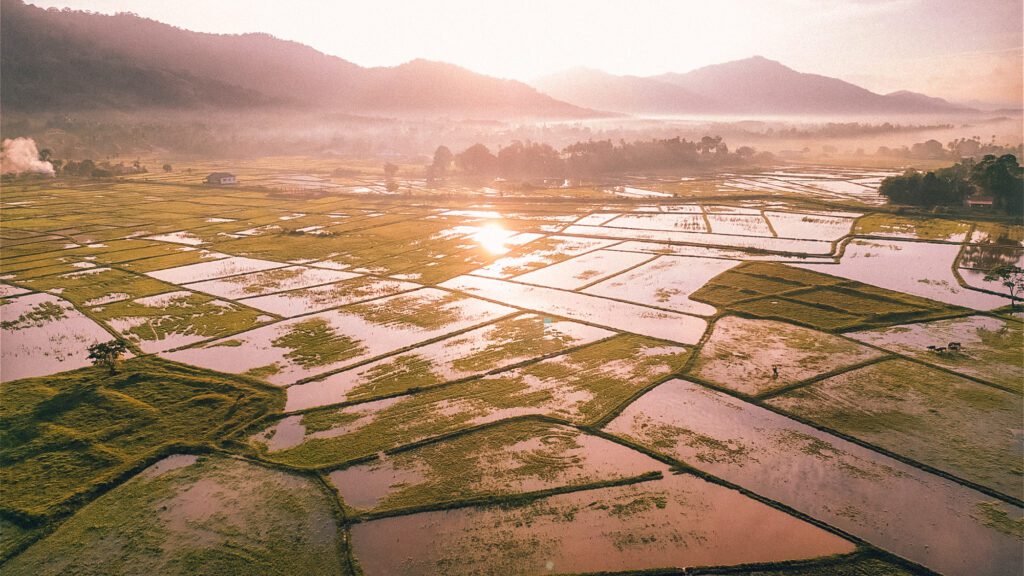 Langkawi travel guide: sunrise at rice paddies